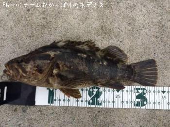 ¥¿¥±¥Î¥³¥á¥Ð¥ë