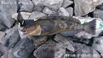 �����ʥ�