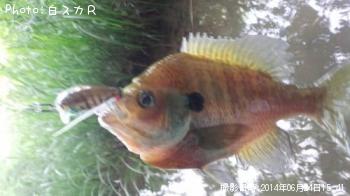 �֥롼����