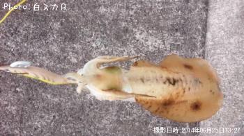 �����ꥤ��