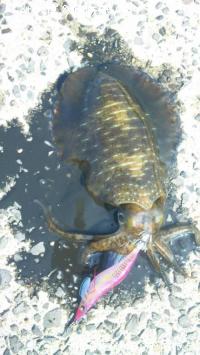 �����ꥤ��