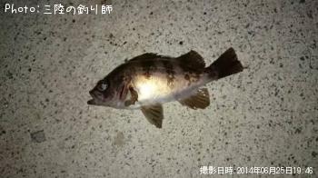メバル