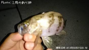 メバル