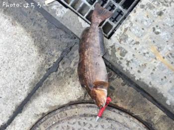 �����ʥ�