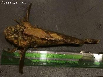 ¥ª¥Ë¥ª¥³¥¼