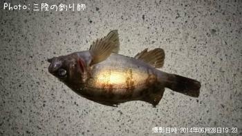 メバル
