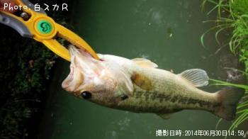 ¥é¡¼¥¸¥Þ¥¦¥¹¥Ð¥¹