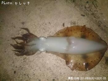 ¥¢¥ª¥ê¥¤¥«