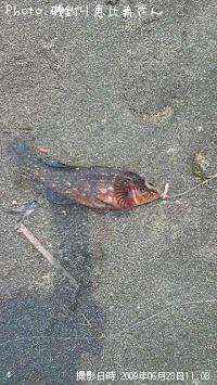 �����ʥ�