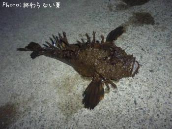 ���˥�����