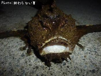 ���˥�����