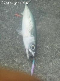 ���ޥ���