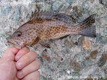 �������ϥ�