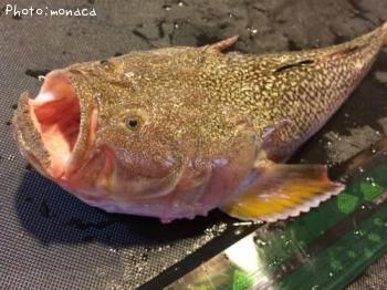 �ߥ��ޥ�����