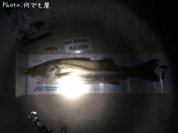 �����Х�