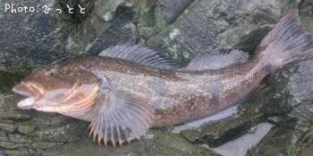 �����ʥ�