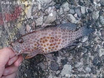 �������ϥ�