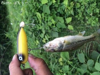 �֥�å��Х�