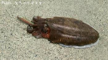 ���ߥ���