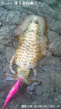 ¥¢¥ª¥ê¥¤¥«