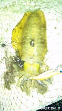 ¥¢¥ª¥ê¥¤¥«