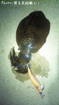 ¥¢¥ª¥ê¥¤¥«