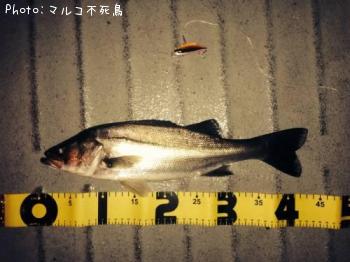 �����Х�