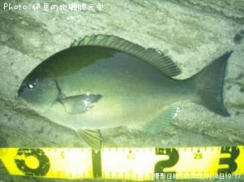 ��Ĺ�᥸��