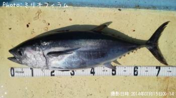 ¥á¥¸¥Þ¥°¥í