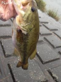 �֥�å��Х�