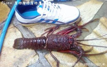 ������Ϸ