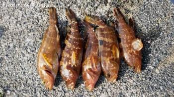 �����ϥ�