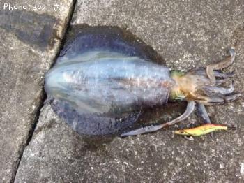 �����ꥤ��