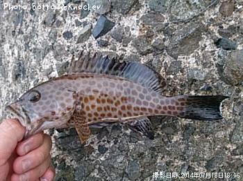 �������ϥ�