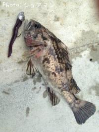 �٥å�������