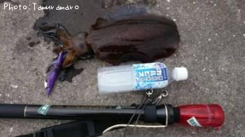 �����ꥤ��