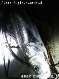 �����Х�