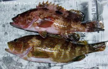 �����ϥ�