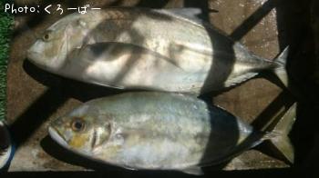 �����ߥ���