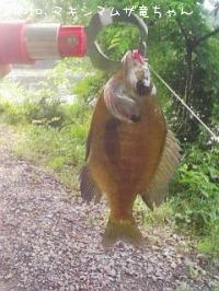 ¥Ö¥ë¡¼¥®¥ë