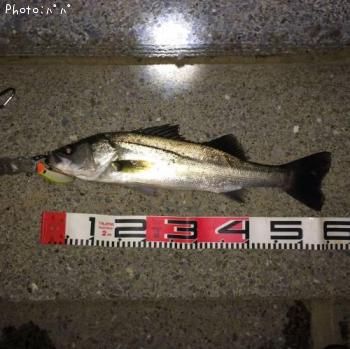 �����Х�