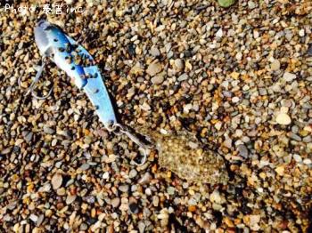 ¥Ò¥é¥á¡ÊÃÕµû¡Ë