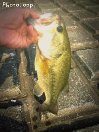 �֥�å��Х�