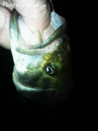 ¥Ö¥é¥Ã¥¯¥Ð¥¹