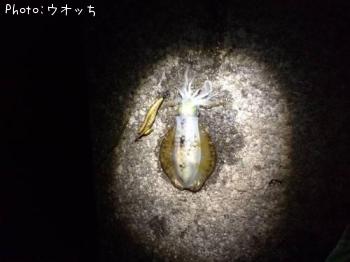 ¥¢¥ª¥ê¥¤¥«