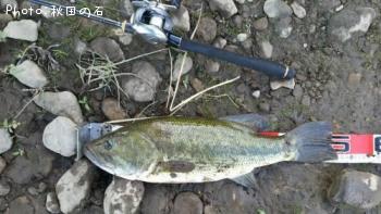 �֥�å��Х�