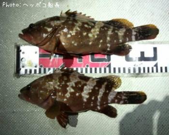 �����ϥ�