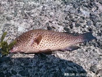 ¥ª¥ª¥â¥ó¥Ï¥¿