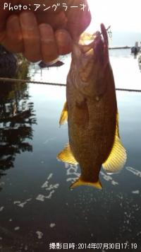 ���⡼��ޥ����Х�