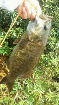 ���⡼��ޥ����Х�